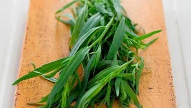 Huile d'estragon Huile d'estragon